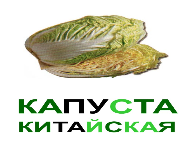 КАПУСТА КИТАЙСКАЯ